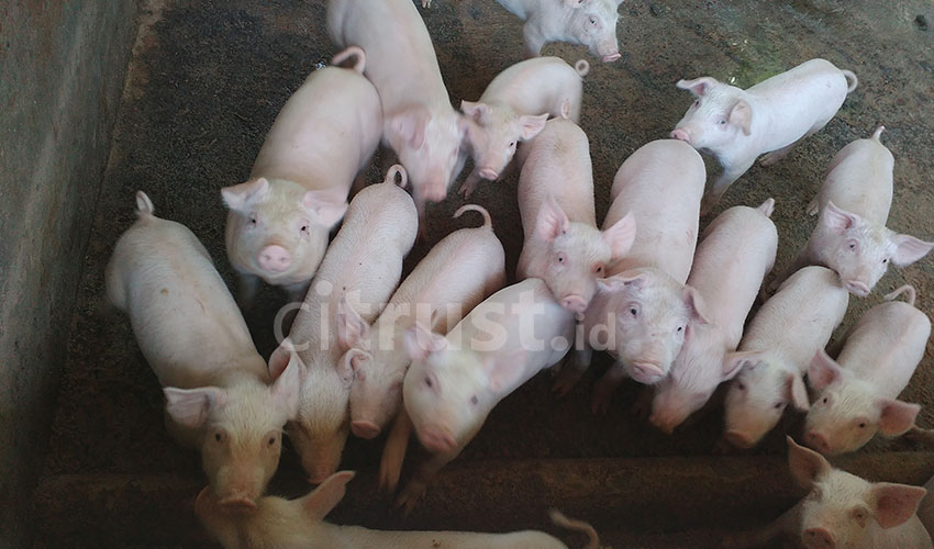 Ternak Babi Jadi Sumber Mata Pencaharian Asmadi