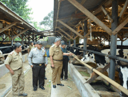 Janji Kampanye, Bupati Siapkan Belasan Ton Kotoran Sapi
