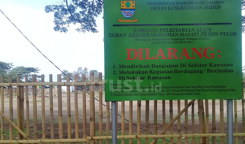 Pasang Rajeg, DLH Kota Cirebon Serius Wujudkan Program Hutan dan Paru-Paru Kota