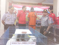 Polres Majalengka Bongkar Sindikat Perdagangan Satwa Langka