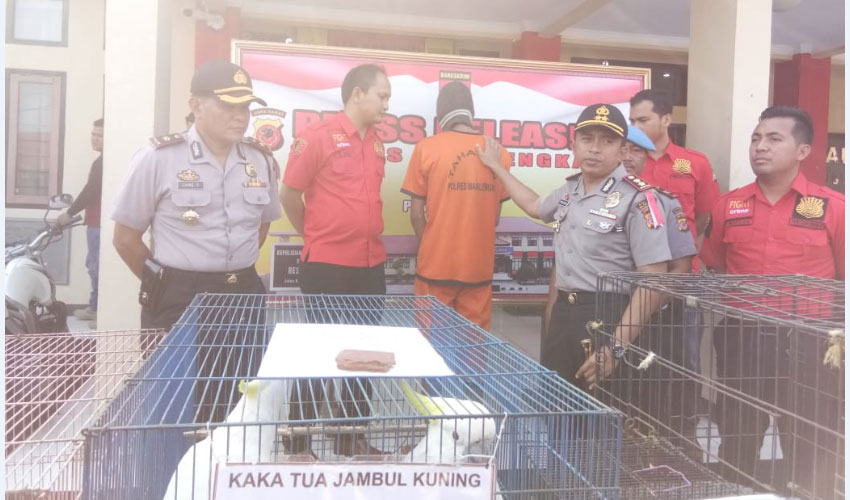 Polres Majalengka Bongkar Sindikat Perdagangan Satwa Langka