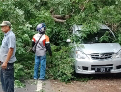 Dua Ibu Rumah Tangga Tertimpa Pohon Tumbang