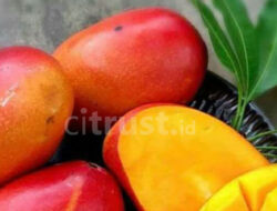 Mangga Garifta Merah Jadi Primadona Baru di Pasar Domestik dan Mancanegara