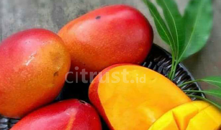 Mangga Garifta Merah Jadi Primadona Baru di Pasar Domestik dan Mancanegara