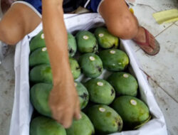 Mangga Harumanis dan Gedong Gincu Majalengka Tembus Pasar Singapura