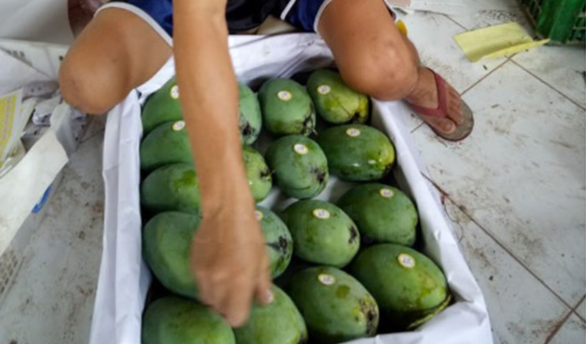 Mangga Harumanis dan Gedong Gincu Majalengka Tembus Pasar Singapura