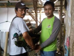 Warga Majalengka Serahkan Elang Jawa dan Burung Merak ke BKSDA