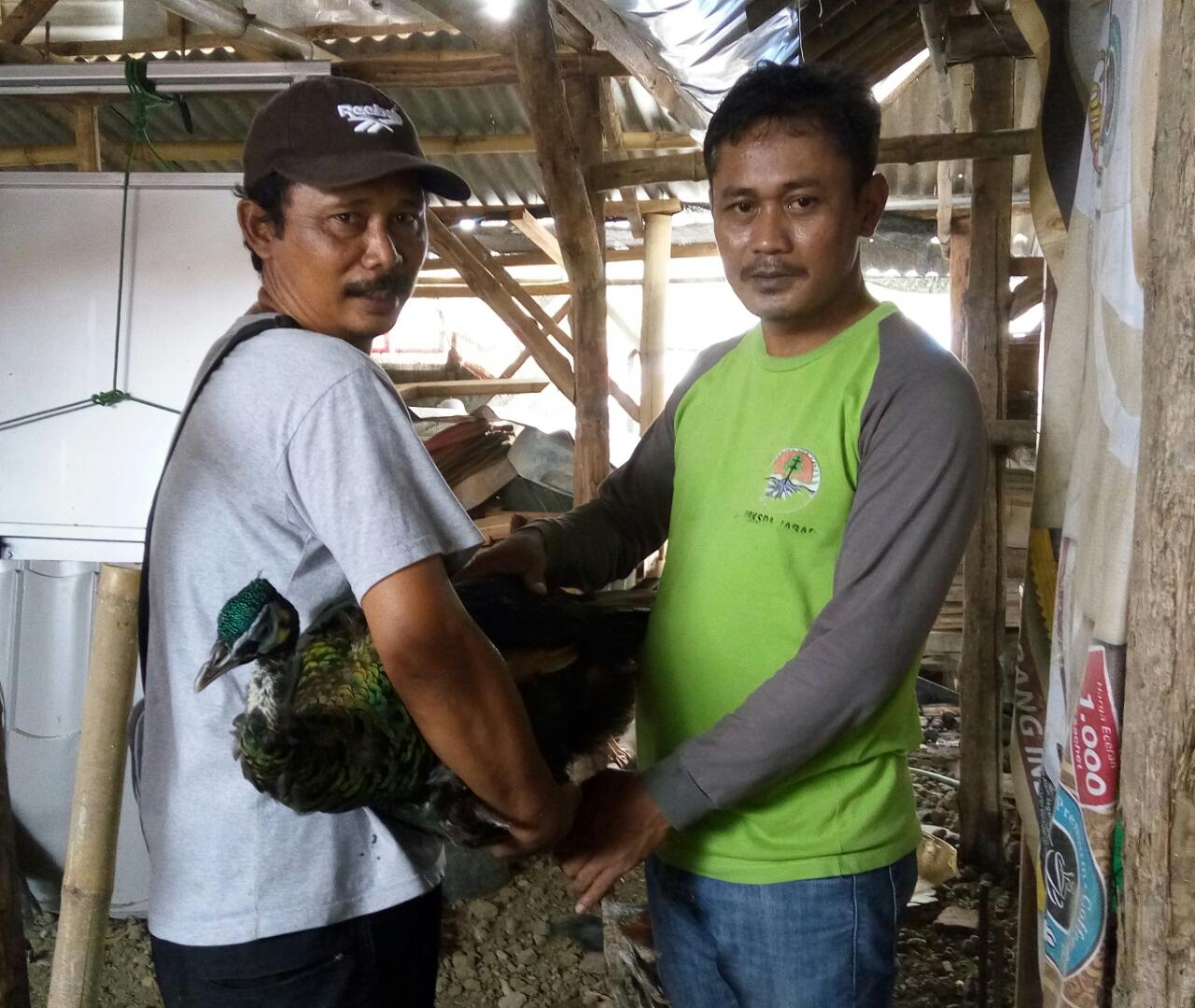 57 Gambar Burung Elang Merak Gratis Terbaru