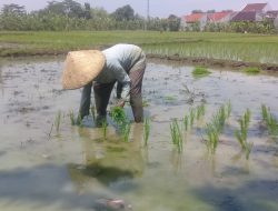Hama dan Curah Hujan Tinggi Hantui Para Petani