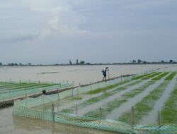 Banjir Rendam Ratusan Hektare Sawah di Suranenggala