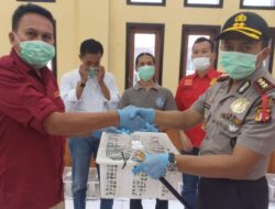 Polres Majalengka Serahkan 79 Satwa Langka Kukang Jawa ke BKSDA
