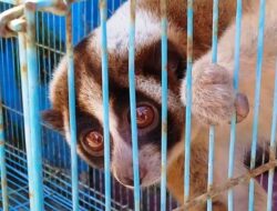 Warga Cigugur Temukan Satwa Langka di Teras Rumah