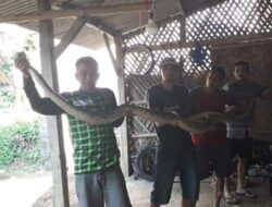 Warga Temukan Ular Sanca 4 Meter di Kampung Bencana Cigintung
