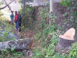 Seorang Buruh Tewas Tertimpa Pohon Kelapa