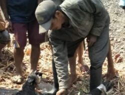 Resahkan Warga, Babi Hutan Ditembak Polisi