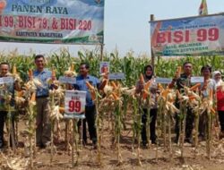 Meski Musim Kemarau, Petani di Majalengka Panen Raya Jagung