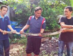 Warga Kadugede Tangkap Ular Sanca Sepanjang Tiga Meter