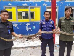 Tidak Cuma Kebakaran, Damkar Juga Tangani Satwa Berbahaya