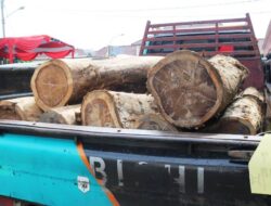 Satreskrim Polres Majalengka Amankan Delapan Pelaku Illegal Logging