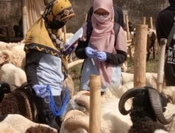 Jelang Iduladha, Disnakkan Kuningan Periksa Kelayakan Hewan Kurban