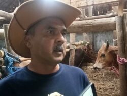 Terdampak Covid-19, Penjualan Hewan Kurban di Kuningan Lesu