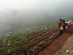 Petani Kentang di Lereng Gunung Ciremai Keluhkan Serangan Hama