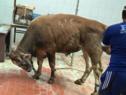 Selly: Iduladha Jadi Momentum Perkuat Gotongroyong di Masa Pandemi