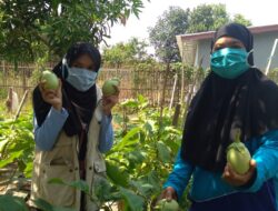 Manfaatkan Lahan Bengkok, KWT Bongas Wetan Indah Tanam Sayuran untuk Membantu Ekonomi Keluarga
