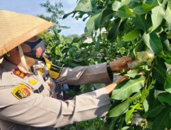Polres Majalengka Dukung Ketahanan Pangan Masyarakat di Tengah Pandemi