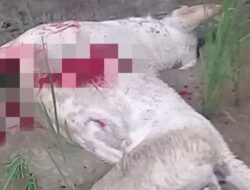 Salah Sasaran, Anjing yang Ditembak Ternyata Milik Warga