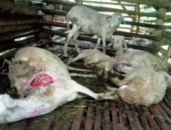 Hewan Misterius Isap Darah Puluhan Kambing hingga Mati