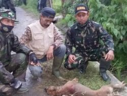 Tim Pemburu Pemangsa Hewan Ternak Tembak Enam Anjing Liar