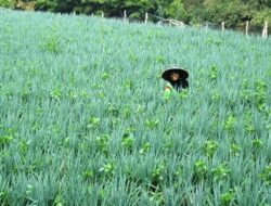 Harga Cabai Makin Pedas