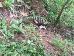 Warga Garawangi Ditemukan Tewas di Hutan