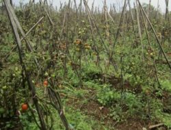 Harga Tomat Anjlok, Petani Rugi Puluhan Juta