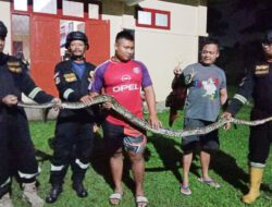 Hendak Mangsa Ayam, Ular Piton Ditangkap Petugas Damkar