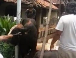 Truk Pengangkut Sapi Terguling, Satu Orang Tewas di Tempat