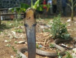 Resahkan Warga, Ular Kobra 3,5 Meter Ditangkap Petugas