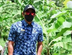 Pemkab Kuningan Dorong Budi Daya Porang