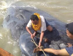 Dikira Sampah Mengambang, Ternyata Ikan Paus Terdampar di Laut Cirebon