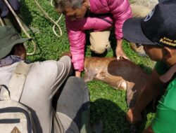 Kijang yang Tercebur di Situ Padabeunghar Dilepas ke Alam Bebas