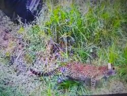 Jaga Habitat Macan Tutul, Rasi Dilepas ke Alam Bebas