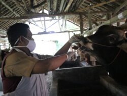 Cegah PMK, DKPPP Cek Peternakan dan Tolak Hewan Ternak Asal Wabah