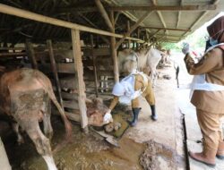 63 Sapi Terinfeksi PMK, DKPPP Tingkatkan Pemeriksaan Hewan Ternak Jelang Iduladha