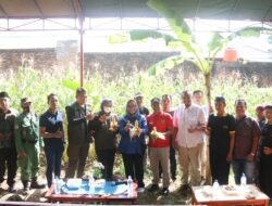 Tanam Jagung Tanpa Kimia, Panen Lebih Cepat dan Berkualitas