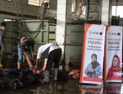 Selly Andriany Gantina Salurkan Hewan Kurban di Cirebon dan Indramayu