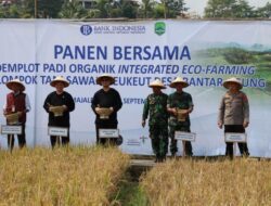 Desa Bantaragung Panen Demplot Padi Organik Intergrated Eco-Farming