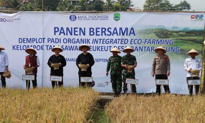 Desa Bantaragung Panen Demplot Padi Organik Intergrated Eco-Farming