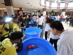 941 Ikan Koi Ikuti Cirebon Koi Show, Ada Dari Banjarmasin