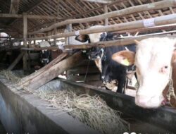 Ketua DPRD Sambut Bahagia Hari Raya Kurban